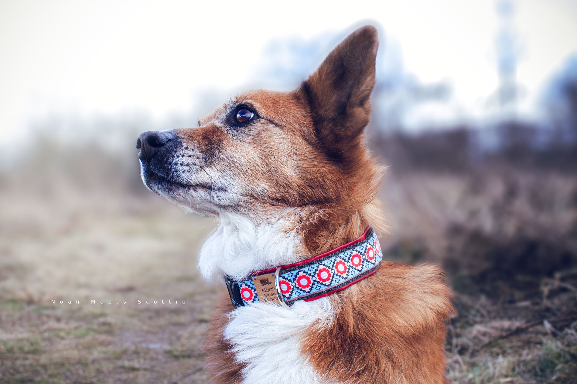 Hund Scottie trägt das Hundehalsband DON mit marokkanischem Muster in Rot, Hellblau und Senfgelb – Seitenansicht