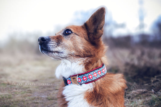 Hund Scottie trägt das Hundehalsband DON mit marokkanischem Muster in Rot, Hellblau und Senfgelb – Seitenansicht