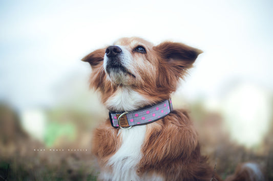 Noah trägt das Hundehalsband DORA in Grau mit pinken Punkten – Frontansicht