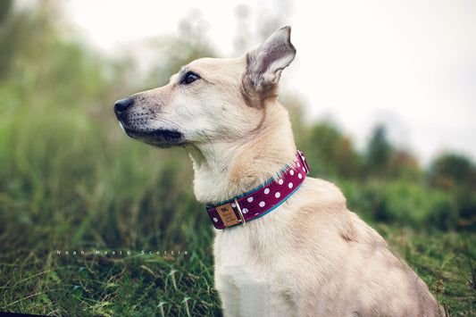 Hundehalsband DOTTIE MAE in Dunkelrot mit weißen Punkten und türkiser Fütterung, getragen von Hund Philipp