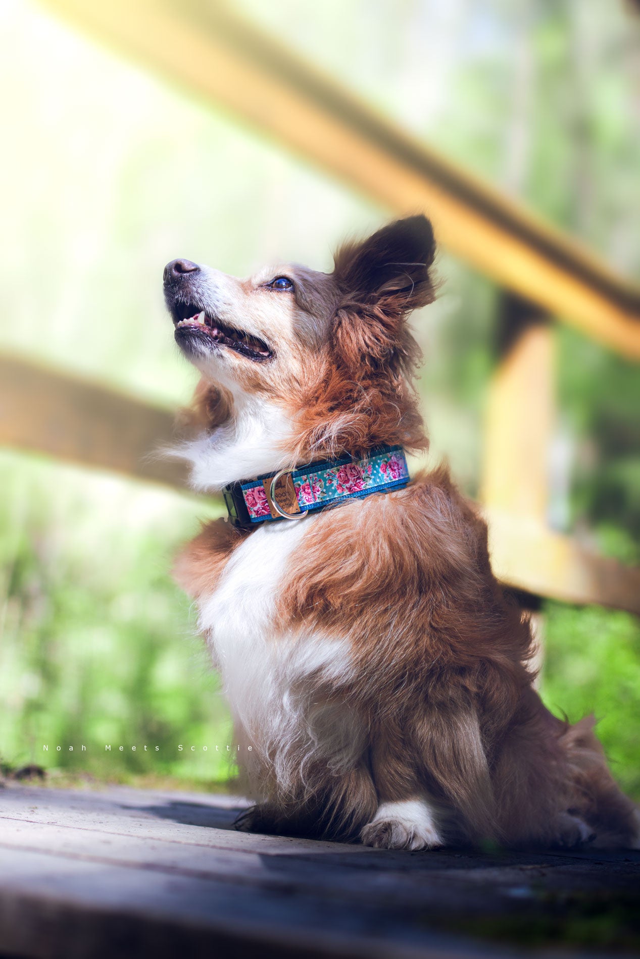 Hundehalsband DOTTIE ROSE mit rosa Rosen und weißen Punkten auf Türkis – getragen von Noah