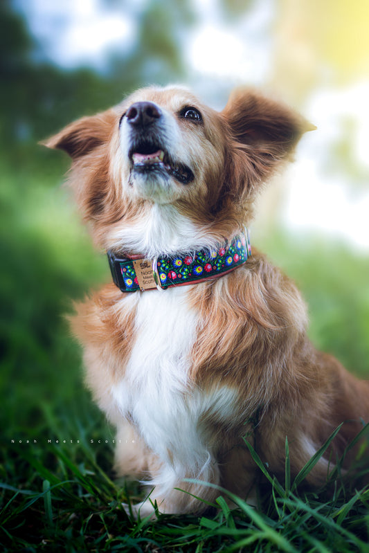 Hundehalsband ELENA mit folkloristischem Blumenmuster auf schwarzem Grund – getragen von Noah
