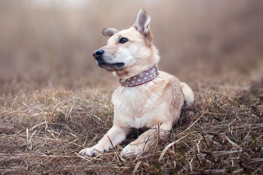 Hundehalsband ELSA in Beige mit weißen Punkten, getragen von Hund Philipp – Frontansicht