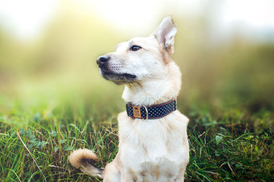 Hundehalsband ELVIS in Dunkelblau mit weißen Punkten, getragen von Hund Philipp– Frontansicht