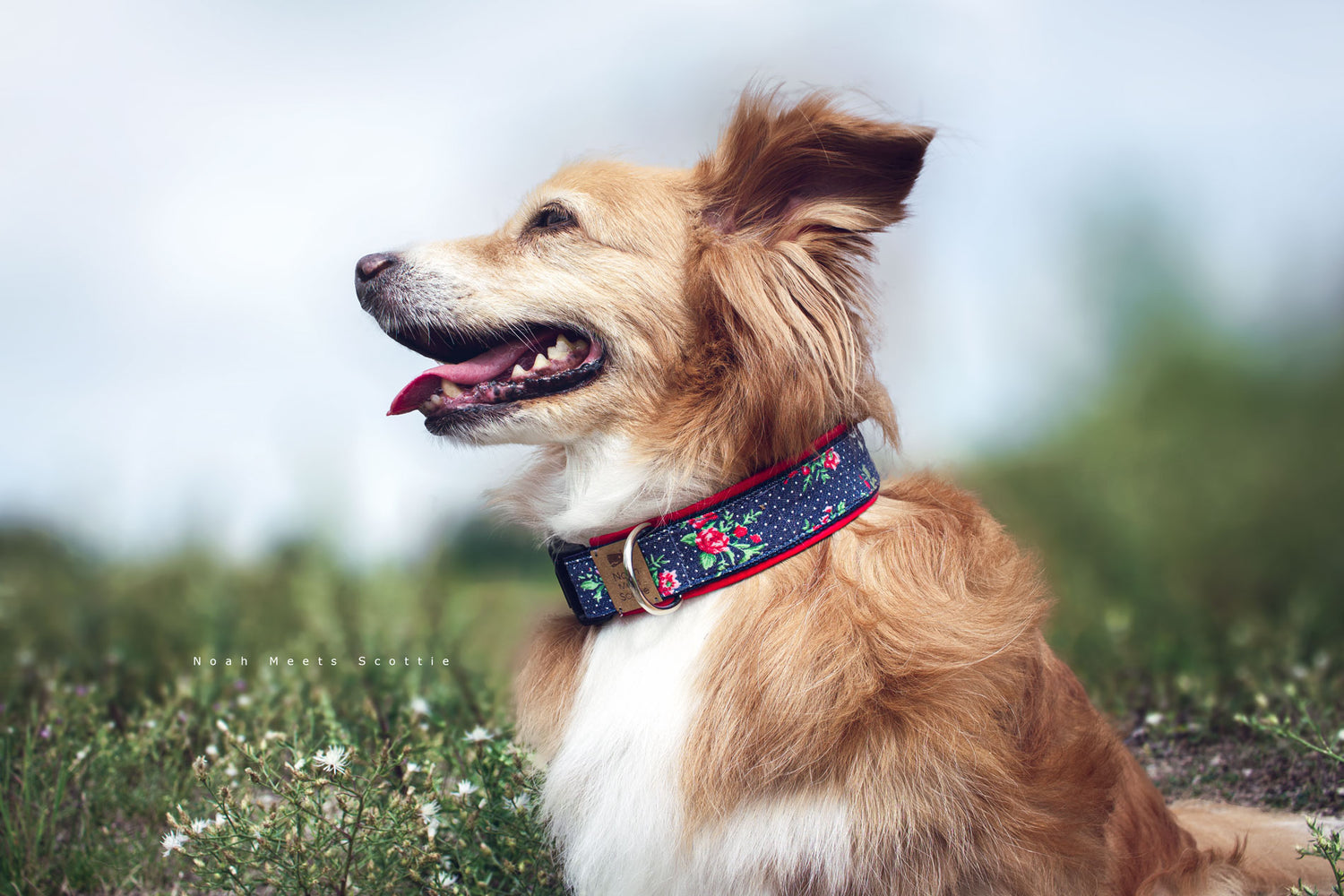 Noah trägt das Hundehalsband EMMA aus Jeansstoff mit Rosen und weißen Punkten