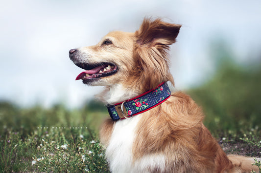 Noah trägt das Hundehalsband EMMA aus Jeansstoff mit Rosen und weißen Punkten