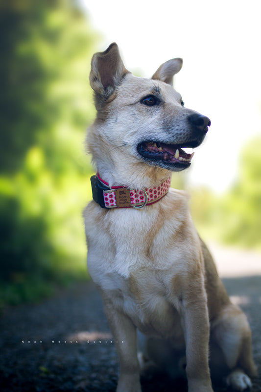 Hundehalsband FIORELLA mit Blumenmuster in Rot und Rosa – getragen von Philipp
