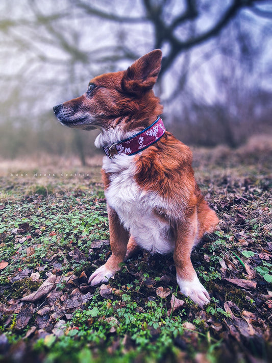 Hundehalsband Fleur mit Barockmuster in Petrolblau und Weiß, getragen von Hund Scottie im Grünen