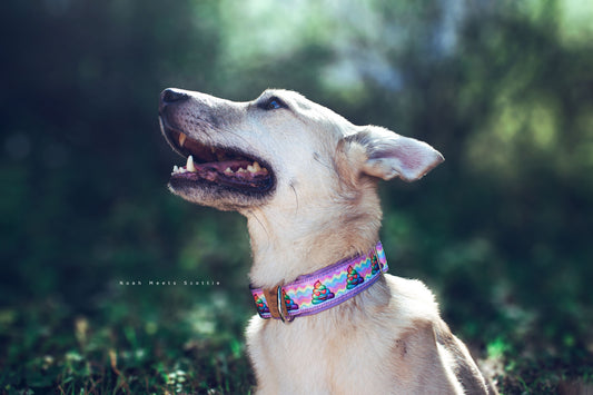 Hundehalsband HAPPY DOGGY – buntes Comic-Design mit Regenbogenfarben, getragen von Hund Philipp