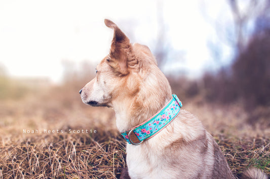 Philipp trägt das Hundehalsband HOLLY mit Rosenmuster in Mint und Rosa