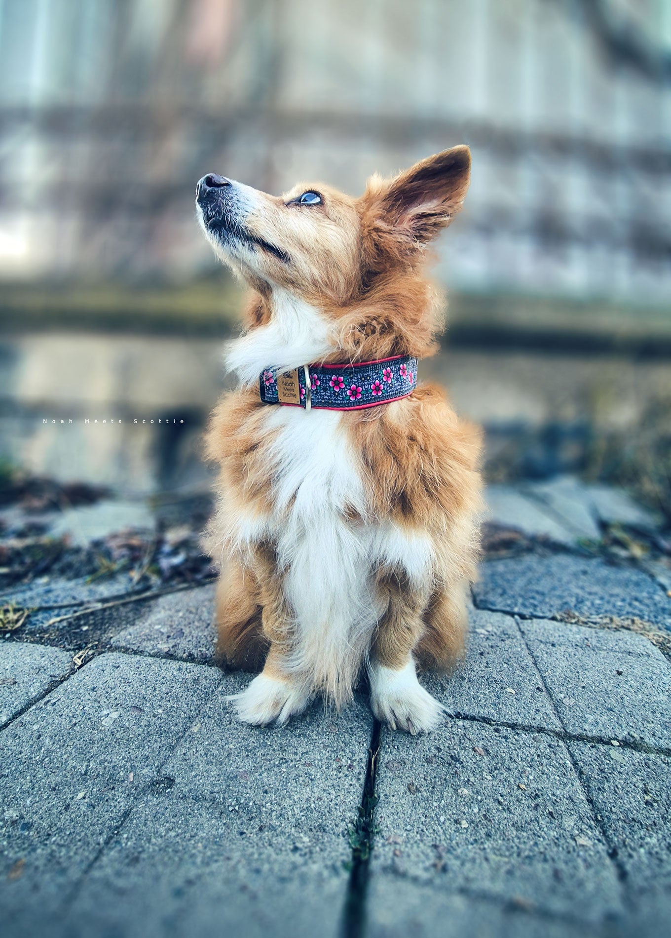 Noah trägt das Hundehalsband JENNY in Dunkelgrau mit pinken Blumen und fuchsiafarbener Fütterung – modernes Accessoire für Hunde