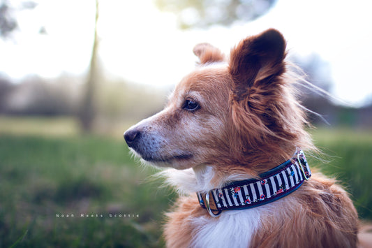 Noah trägt das Hundehalsband JULES mit Schwarz-Weiß-Streifen, Blümchen und Farbakzenten in Petrol und Aubergine – Frontansicht