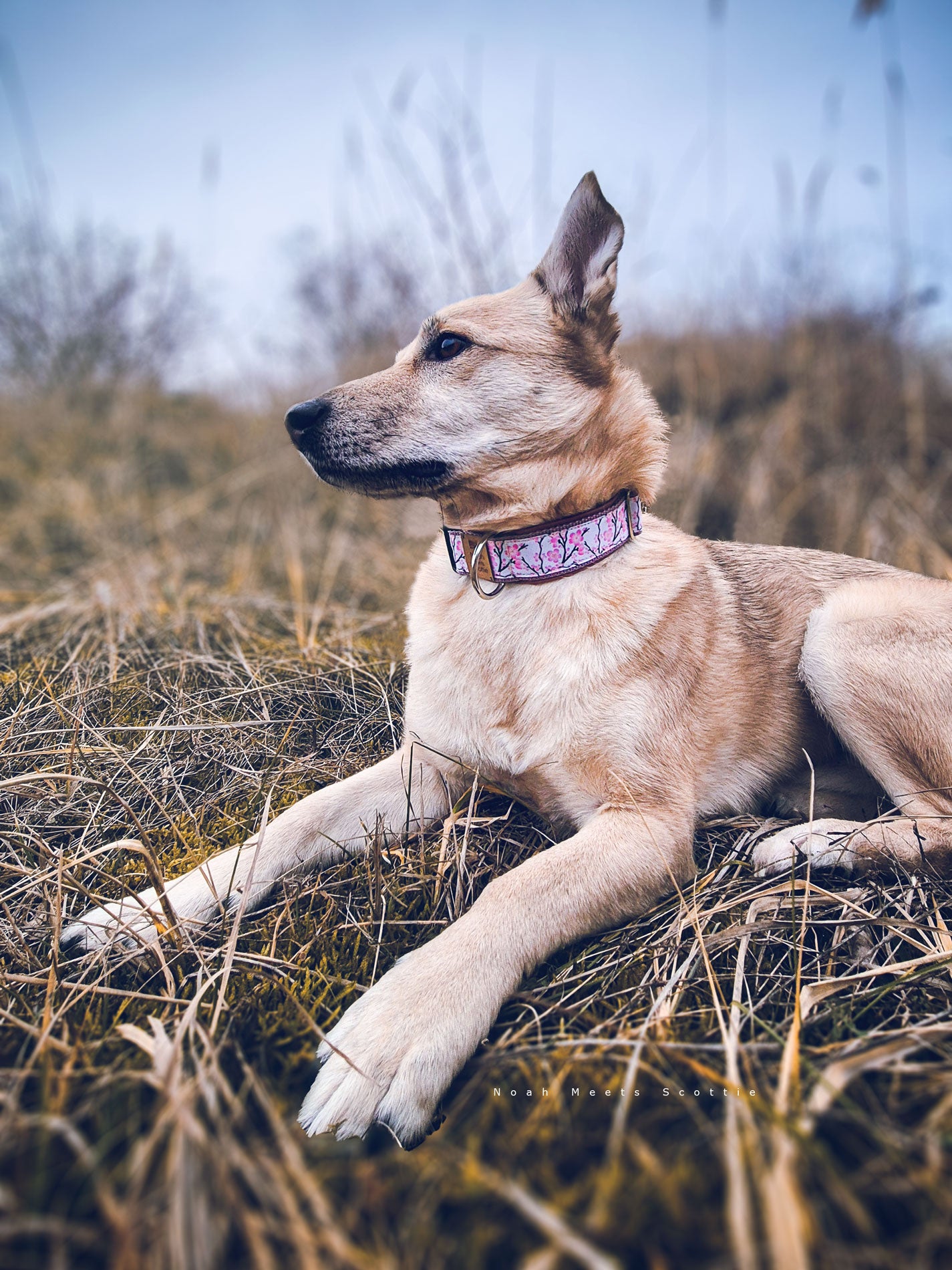 Hundehalsband JUNE mit romantischem Kirschblüten-Design in Weiß und Altrosa – getragen von Philipp