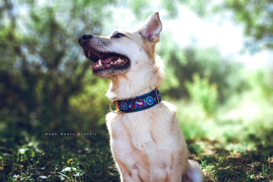 Philipp trägt das Hundehalsband JUNIPER mit Paisley Muster im Garten