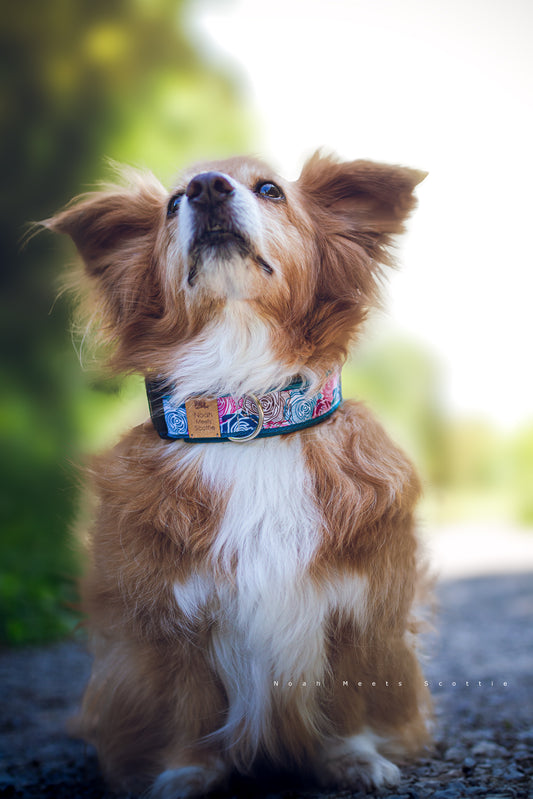 Hundehalsband Kalea mit Rosenmuster in Blau, Pink und Braun, getragen von Hund Noah