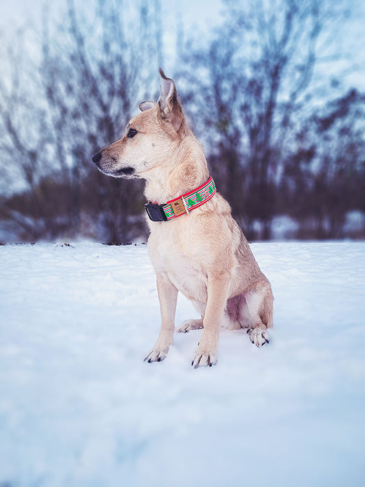 Philipp trägt das Hundehalsband KNUSPERWALD mit Weihnachtsmotiv aus Tannenbäumen und Lebkuchen im Schnee – Frontansicht