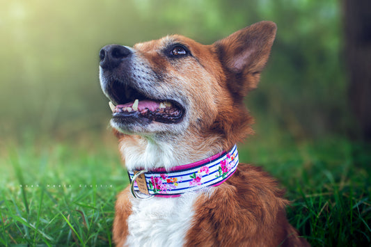 Scottie trägt das Hundehalsband LEILA in Pink mit Blumen- und Streifenmuster – Frontansicht