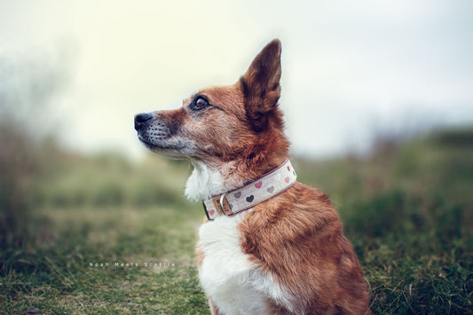 hundehalsband-leni-herzmuster-rosa-1