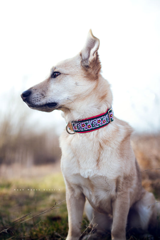 Hundehalsband LEXI mit Leopardenmuster in Pink und Schwarz und Blüten in Weiß, Pink und Gelb – getragen von Philipp