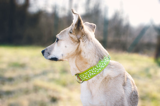 Hund Philipp trägt das Hundehalsband LILLY – hellgrün mit weißen Schneeglöckchen, gepolstert