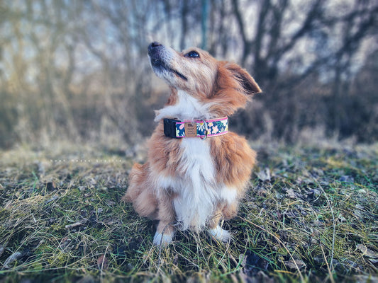 Hundehalsband LILLYBET in Dunkelblau mit Margeriten und Butterblumen – getragen von Noah