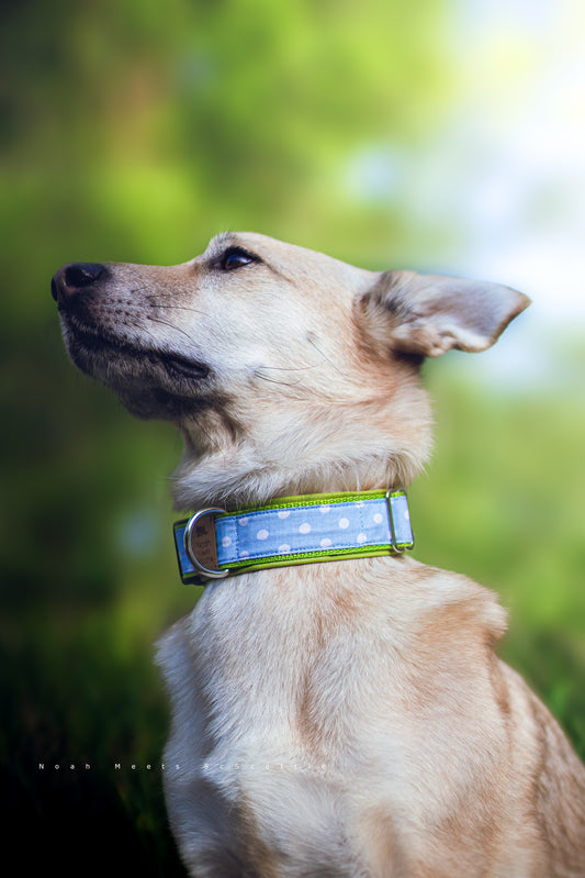 Hundehalsband LIMONA – hellblaues Punkte-Muster, limettengrüne Kante, weich gefüttert, verstellbar, leicht & robust, sommerlich