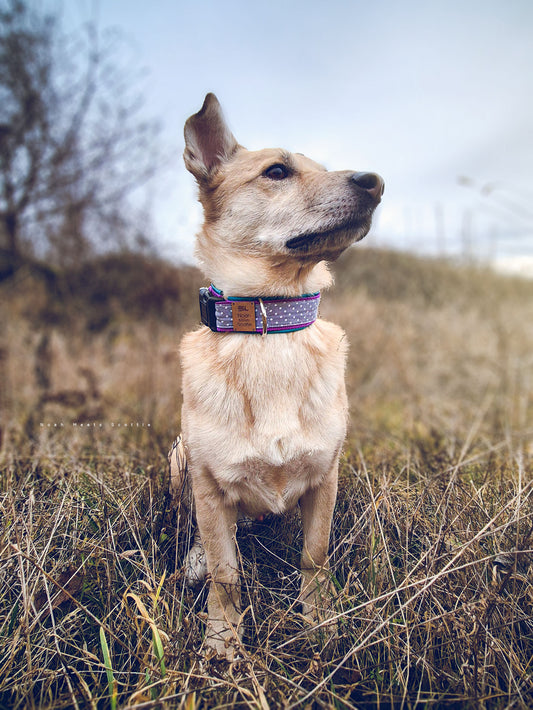 Hundehalsband LINA in Grau mit weißen Punkten, Beere und Türkis – getragen von Hund Philipp