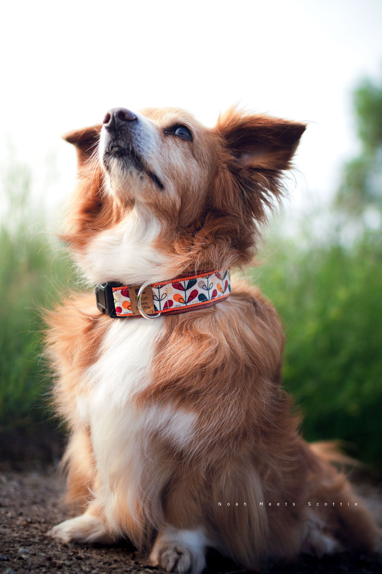 Hundehalsband Lisa mit Blättermuster in Orange, Rot und Dunkelblau, getragen von Hund Noah