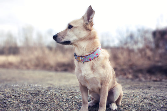 Hundehalsband LOTTA – graues Design mit weißen Punkten und Rosen, getragen von Hund Philipp