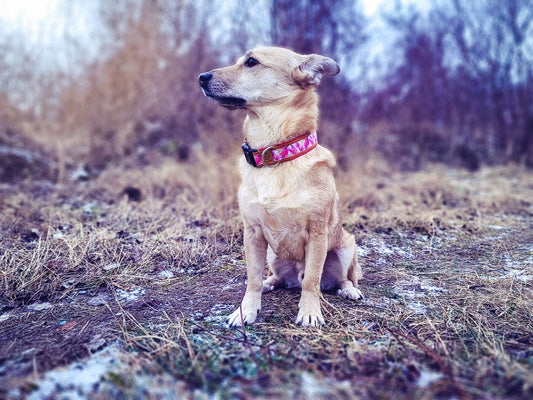 Philipp trägt das Hundehalsband LOVE LEAFES mit pinkem Blättermuster – Frontansicht
