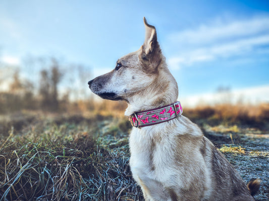  Philipp trägt das Hundehalsband LUNA mit Schmetterlingen in Rosa, Pink und Weiß