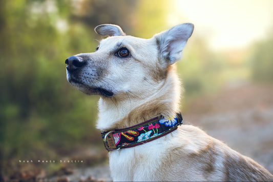 Philipp trägt das Hundehalsband LYA mit schwarzem Band und buntem Blumenmuster – Seitenansicht im Sonnenlicht