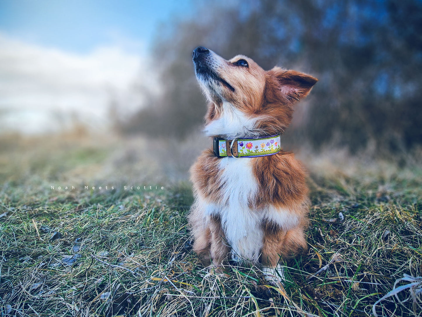 Hundehalsband MAGGIE mit Blumenwiesen-Design in Hellgrün und Flieder – getragen von Noah