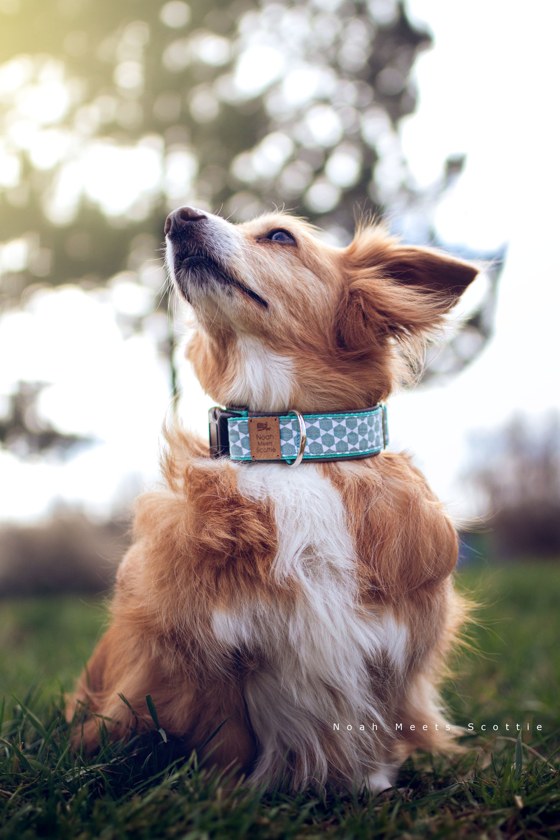 Hund mit Hundehalsband MARLON – geometrisches Mint-Weiß-Muster und mintfarbenes Gurtband, im Abendlicht sitzend – Noah Meets Scottie