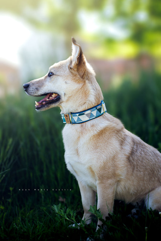 Philipp trägt das Hundehalsband MATTI mit geometrischem Dreiecksmuster in Blau, Grün und Grau – modernes Accessoire für Hunde