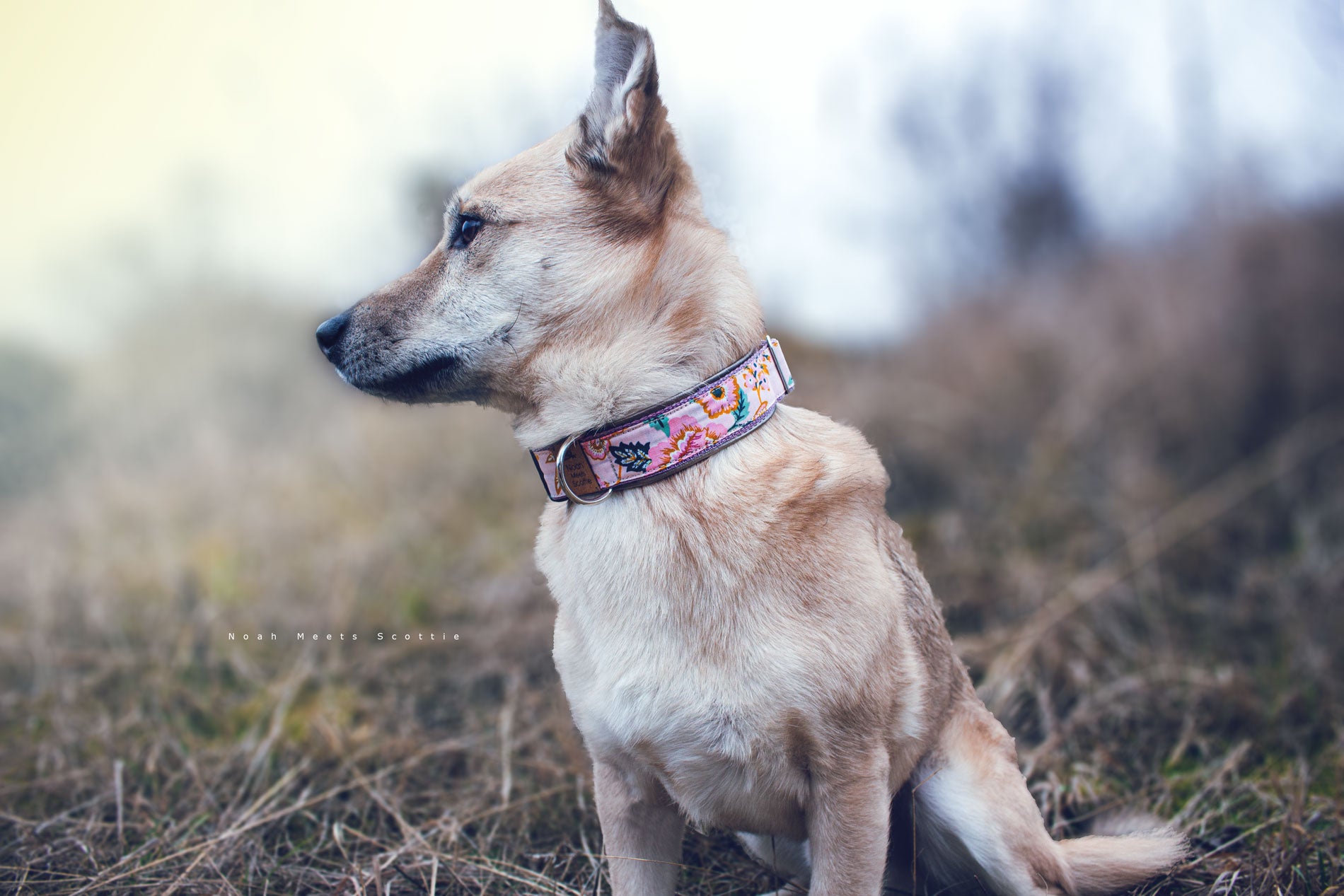 Hund Philipp trägt das Hundehalsband MAYA mit Blumenmuster in Rosa, Grün und goldenem Schimmer – Frontansicht