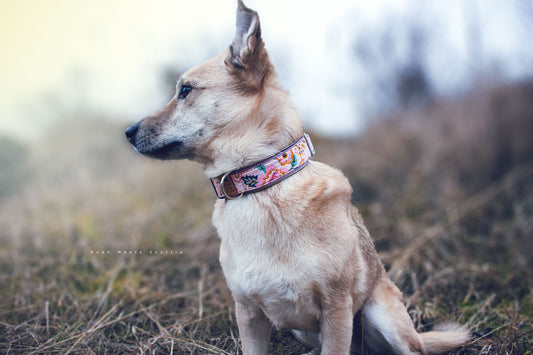 Hund Philipp trägt das Hundehalsband MAYA mit Blumenmuster in Rosa, Grün und goldenem Schimmer – Frontansicht