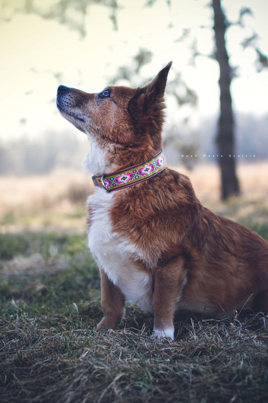 Hundehalsband MAYA im nordischen Ethno-Design in Olivgrün, Rosa und Weiß – getragen von Hund Scottie
