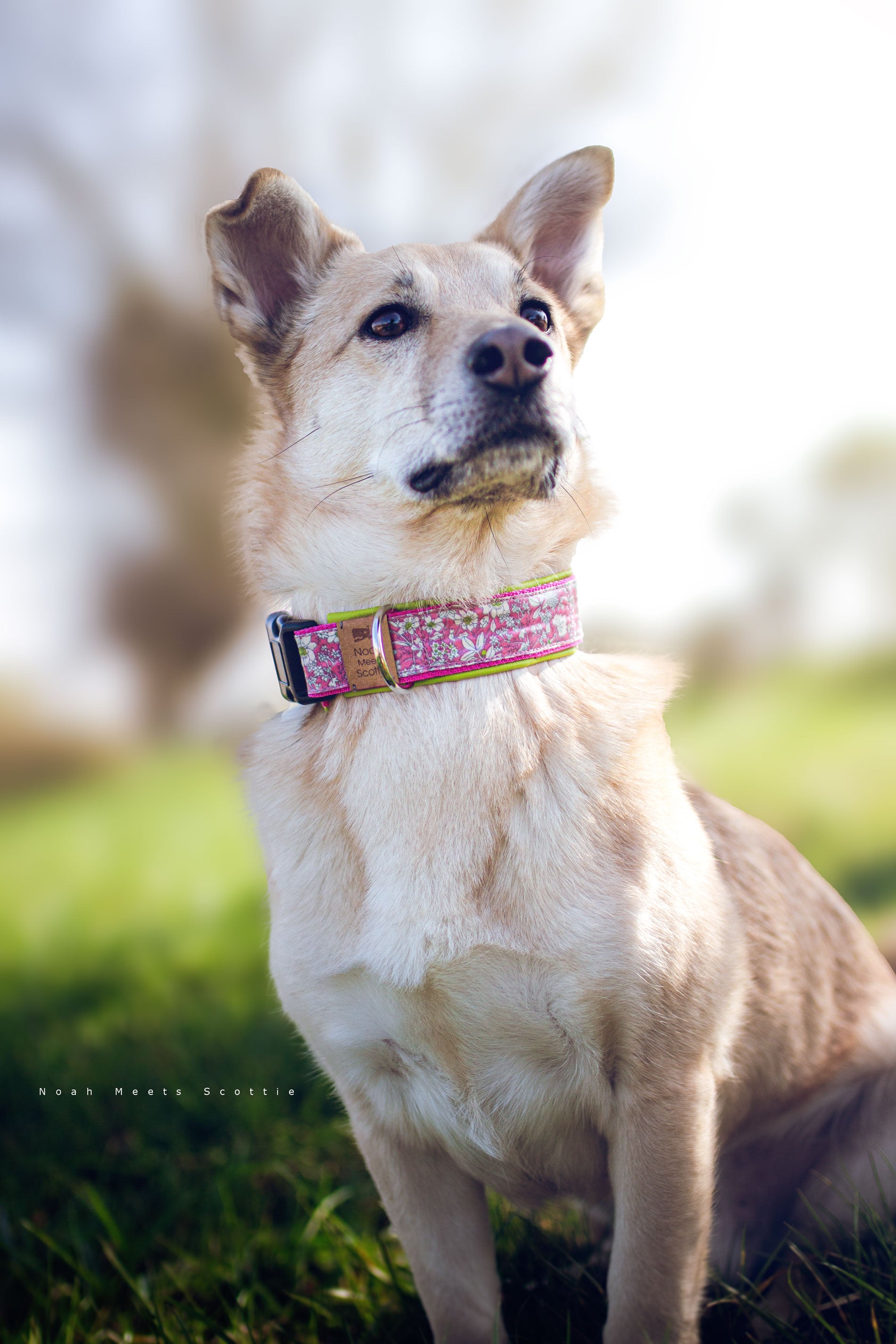 Hundehalsband MAYLA in Pink mit weißem Blumenmuster, hellgrünem Kunstleder, wasserabweisend, verstellbar, auch als Hundegeschirr erhältlich