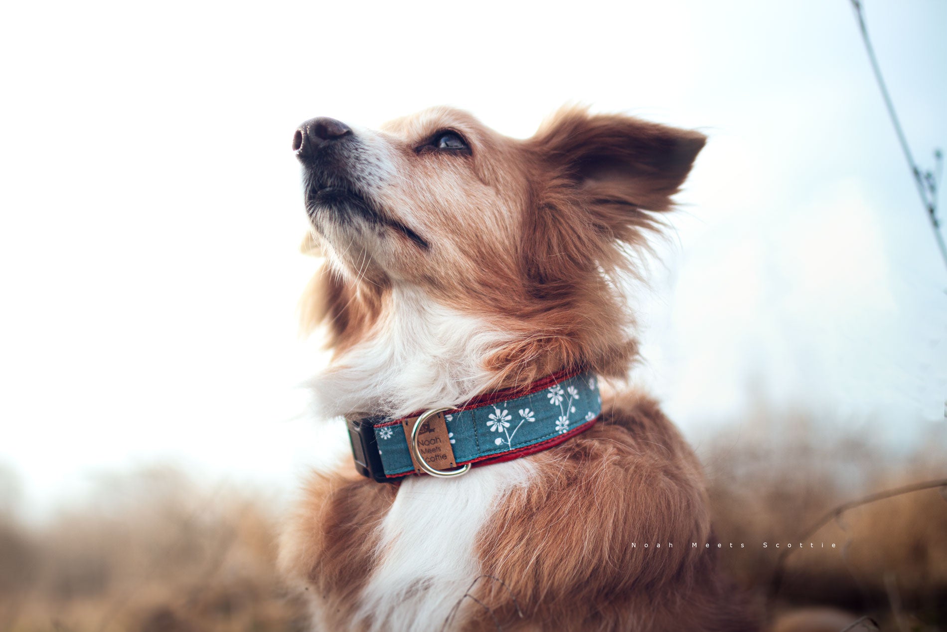 Noah trägt das Hundehalsband MEGAN in Petrol mit weißen Blumen und rotem Kunstleder – elegantes Accessoire für Hunde