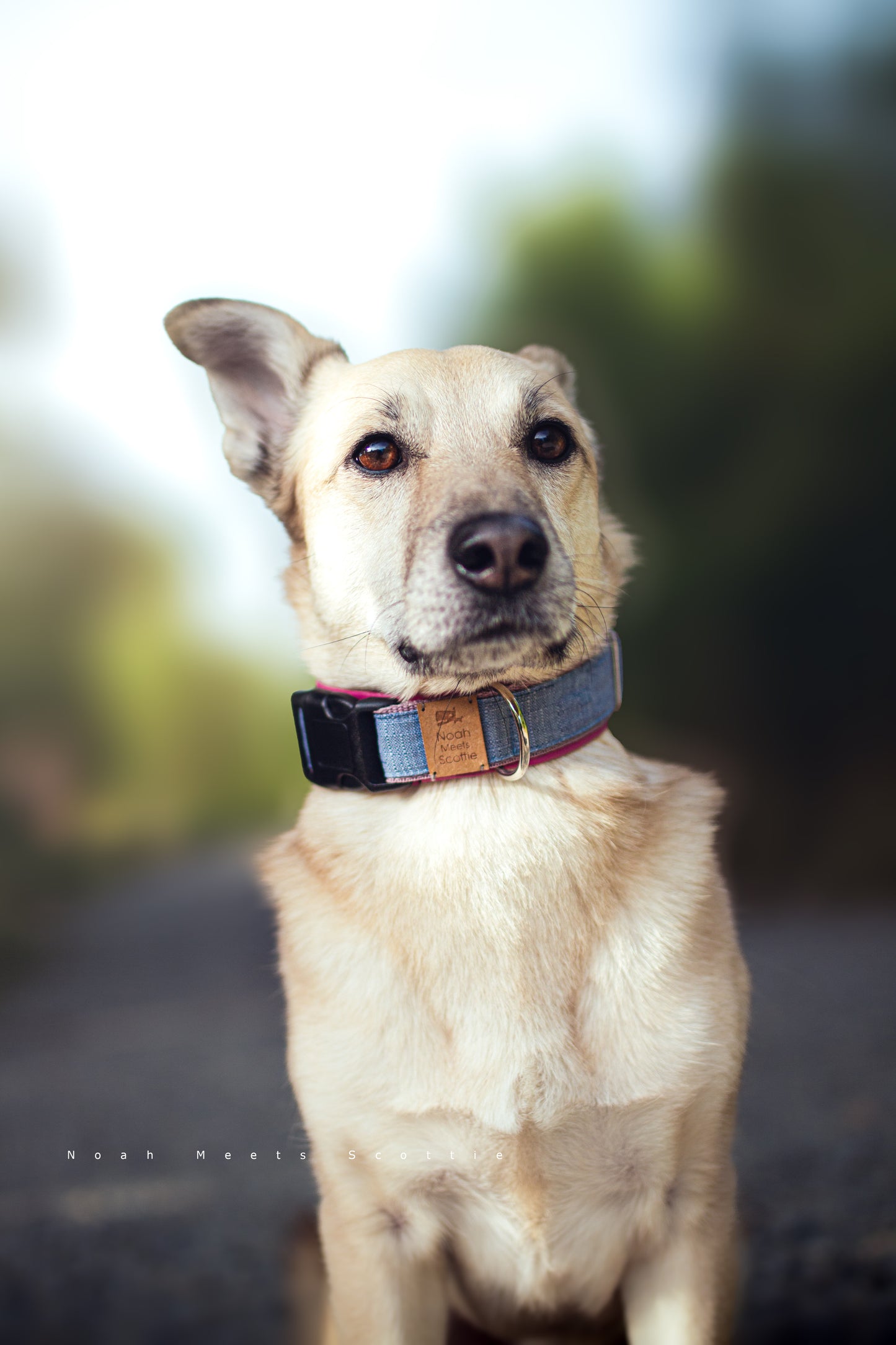 Noah trägt das Hundehalsband METTE in Jeansblau mit rosafarbener Fütterung – ruhige Outdooraufnahme
