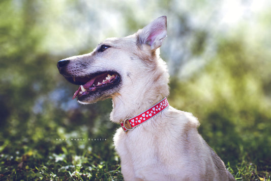 Hundehalsband MIA in Rot mit Herzmuster, getragen von Hund Philipp