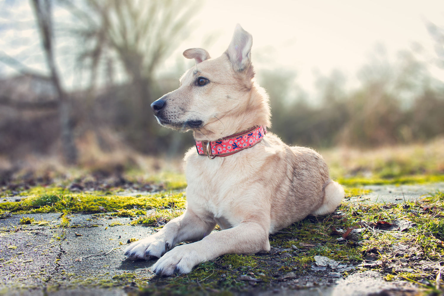 Philipp trägt das Hundehalsband MIKA mit abstraktem Blumendesign in Orange und Blau – Frontansicht