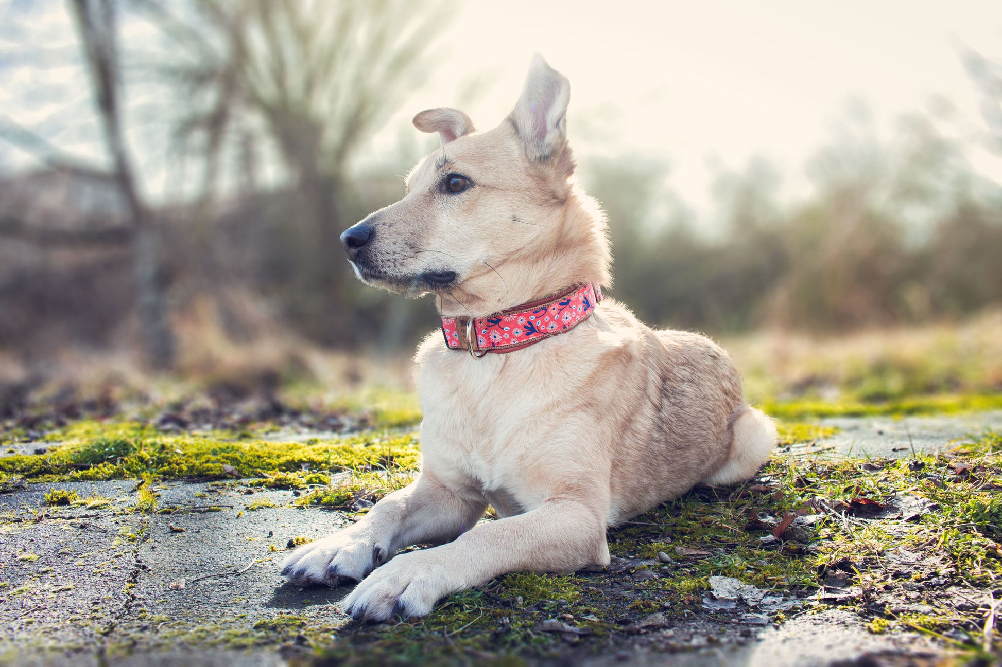 Philipp trägt das Hundehalsband MIKA mit abstraktem Blumendesign in Orange und Blau – Frontansicht