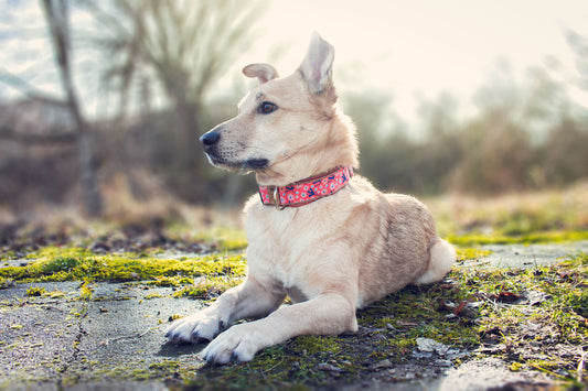 Philipp trägt das Hundehalsband MIKA mit abstraktem Blumendesign in Orange und Blau – Frontansicht
