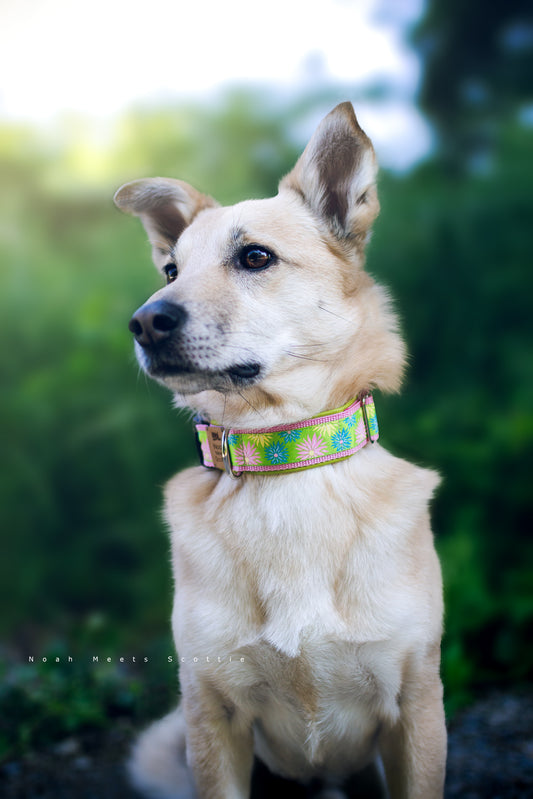 Hundehalsband MIRA mit buntem Blumenmuster in Grün und Rosa – getragen von Philipp