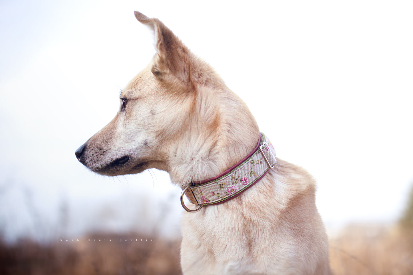 Philipp trägt das Hundehalsband NELLY mit Blumenmuster in Beige und Rosa – Seitenansicht
