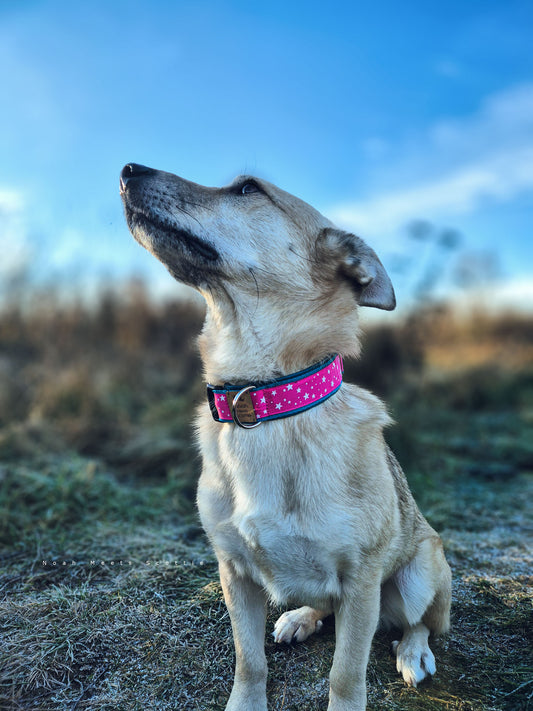 Philipp trägt das Hundehalsband NOVA in Pink mit weißen Sternen und dunkel türkisfarbenem Gurtband