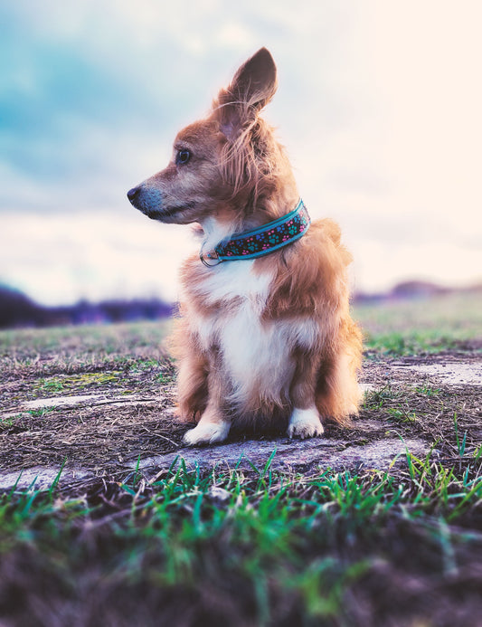 Noah trägt das Hundehalsband PAWFECT mit Pfotenmuster in Mint, Türkis und Rosa – Frontansicht