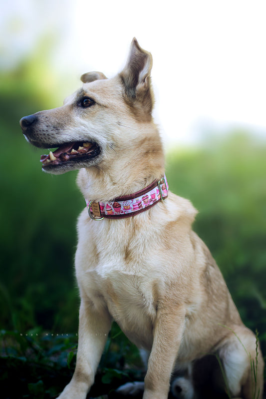 Philipp trägt das Hundehalsband PAWFFIN mit Cupcake- und Muffin-Muster in Rosa – Frontansicht